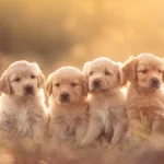 Dream Meaning Puppies