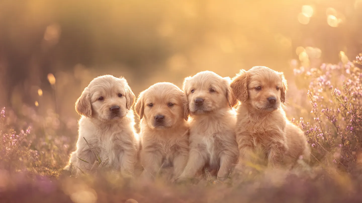 Dream Meaning Puppies