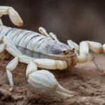 Real-Life Situations Linked to White Scorpion Dream Meaning