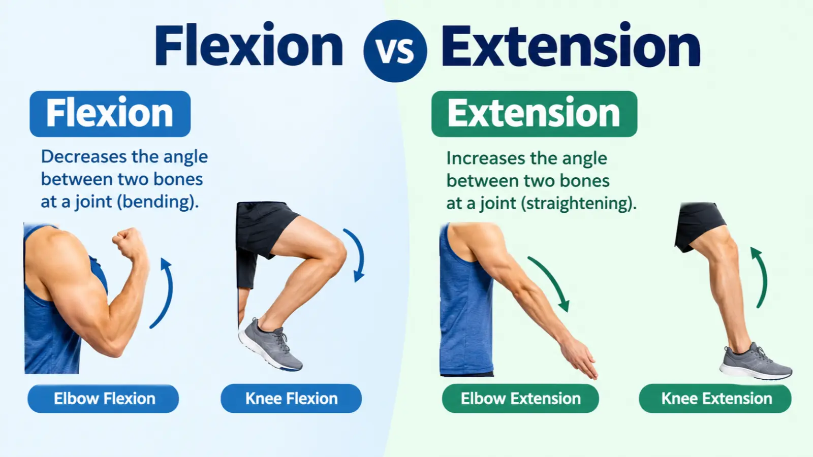 Flexion Vs Extension
